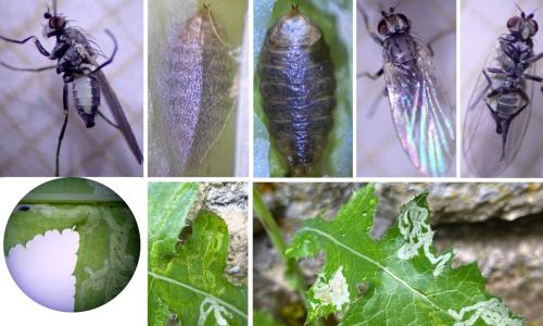 Réf. 343 747 : Chromatomyia horticola